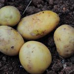 potato01