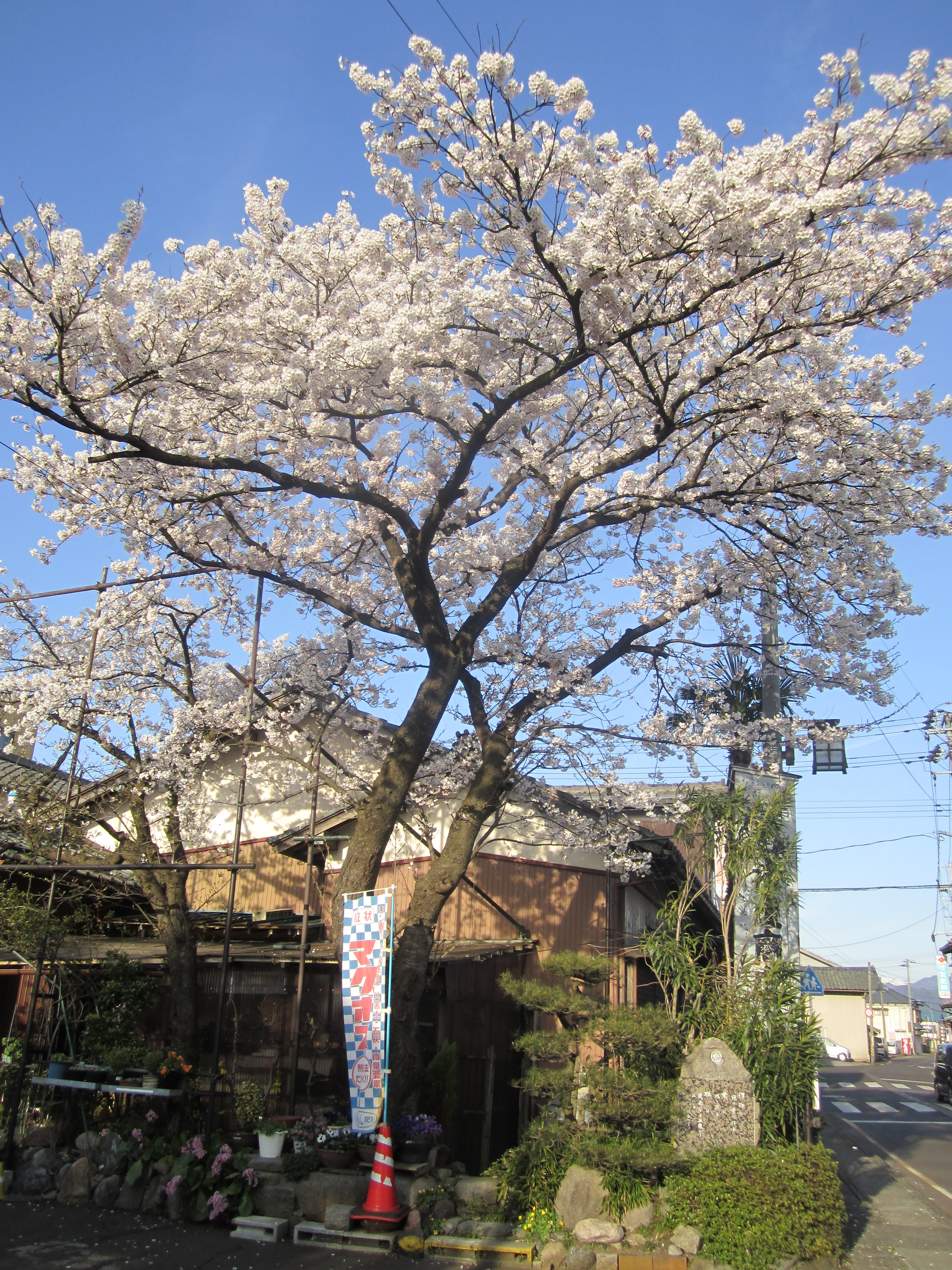 我が家の桜