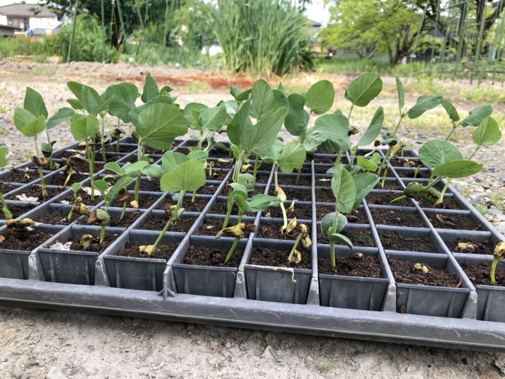 初だるま（移植） [2020-05-15] (5)