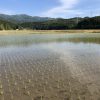 【稲作】田植え後の管理はどうする？？