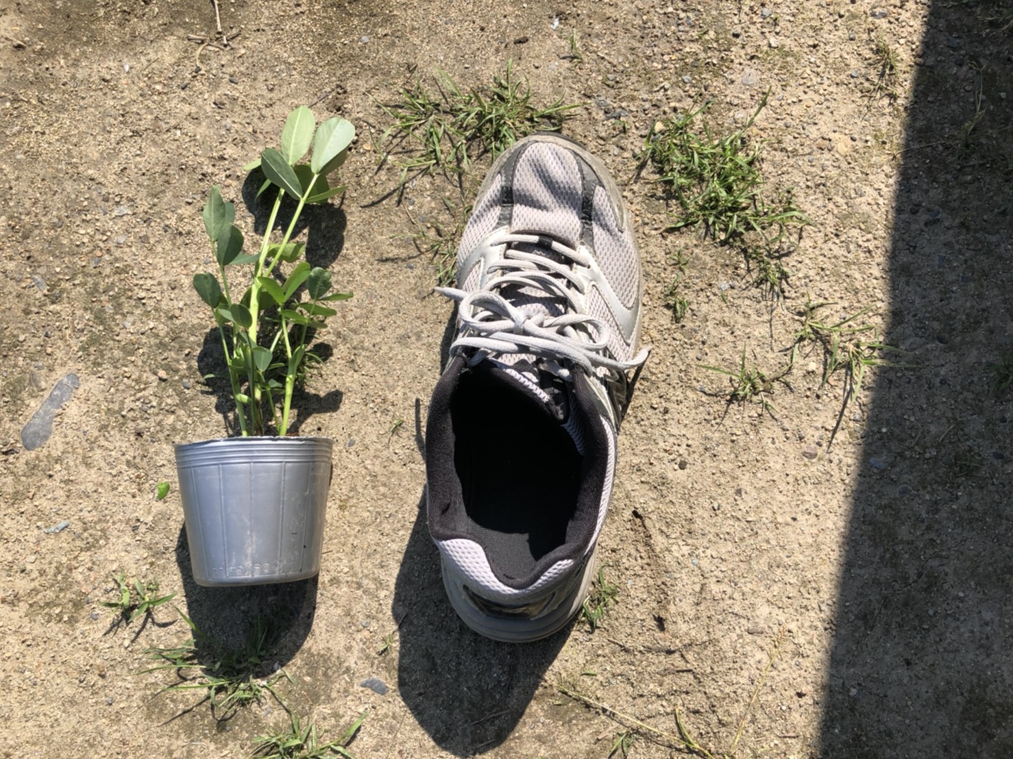【百津屋の畑】落花生（ピーナッツ）を植えてきました