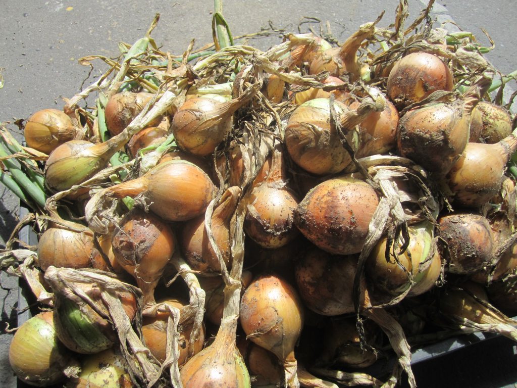 [2020-06-18] タマネギ（収穫） (1)