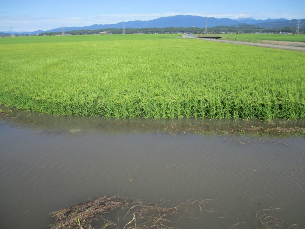 [2020-07-31] 豪雨後 (25)