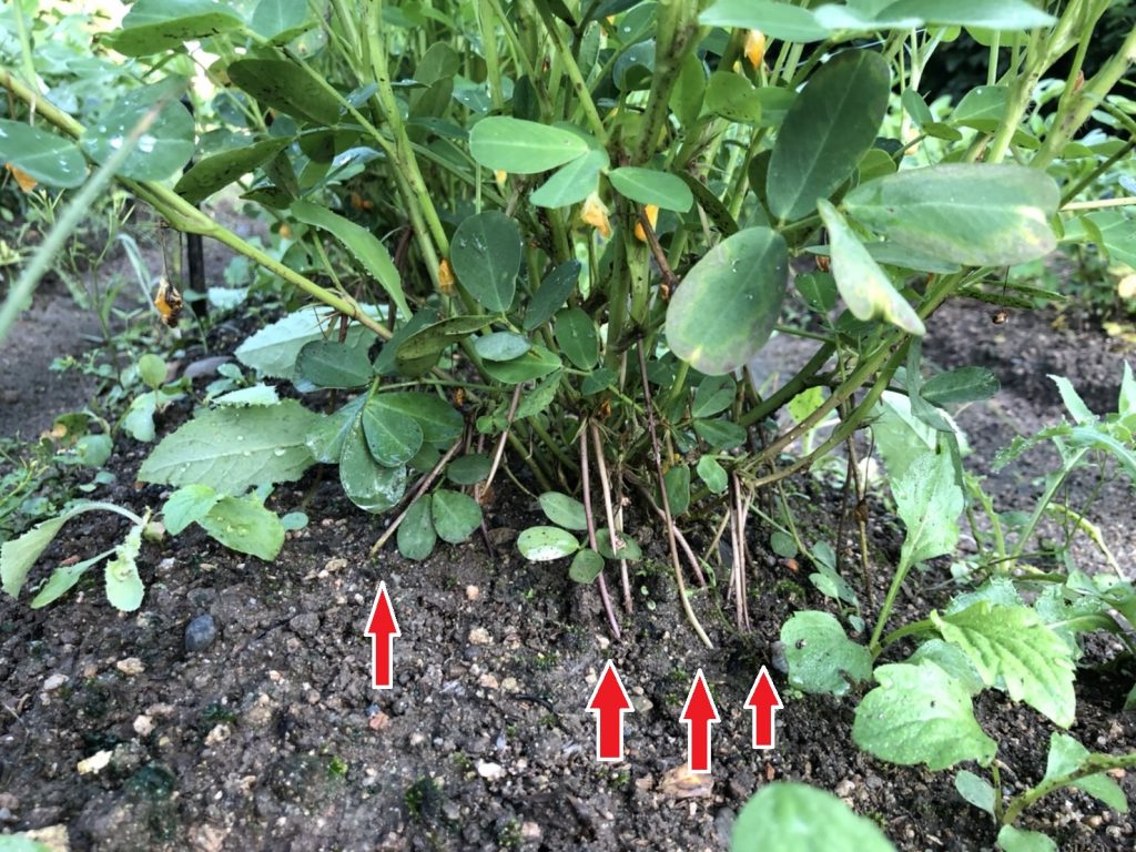 ラッカセイ（子房柄） [2020-08-11] (矢印)