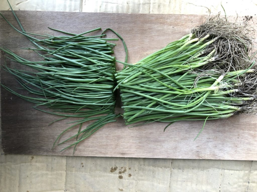 [2020-11-11] タマネギ（苗移植） (1)