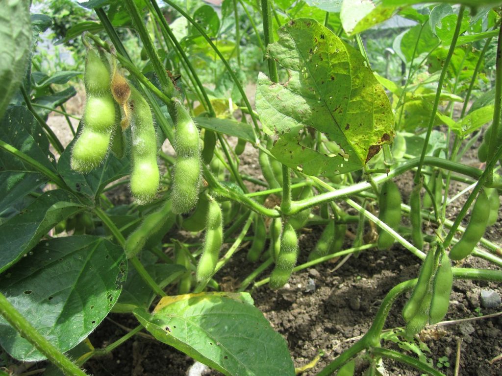 edamame01
