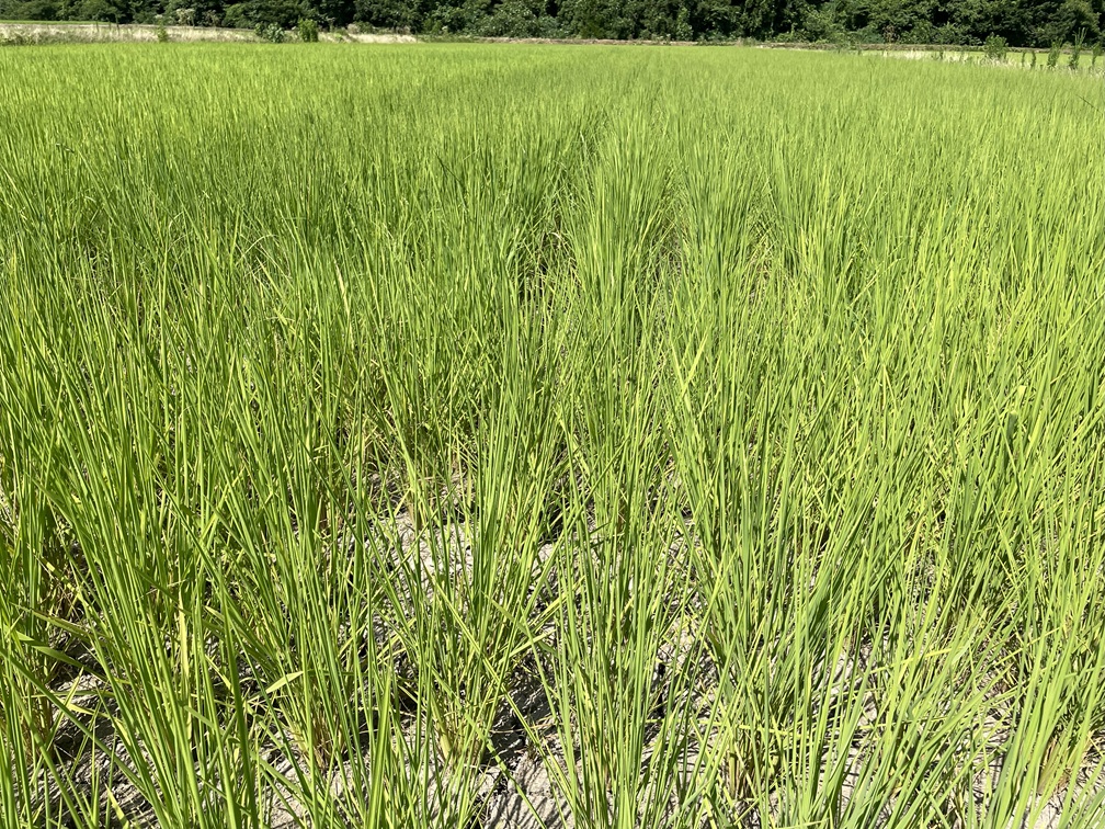 稲 - 水不足②