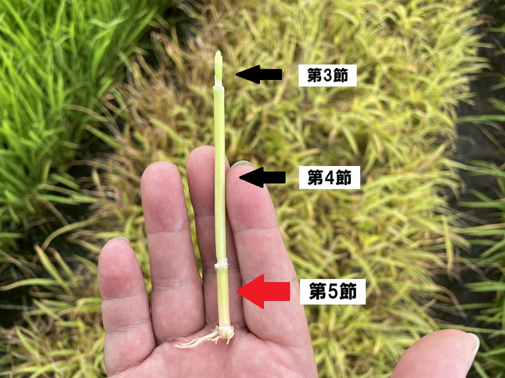 節間表記あり